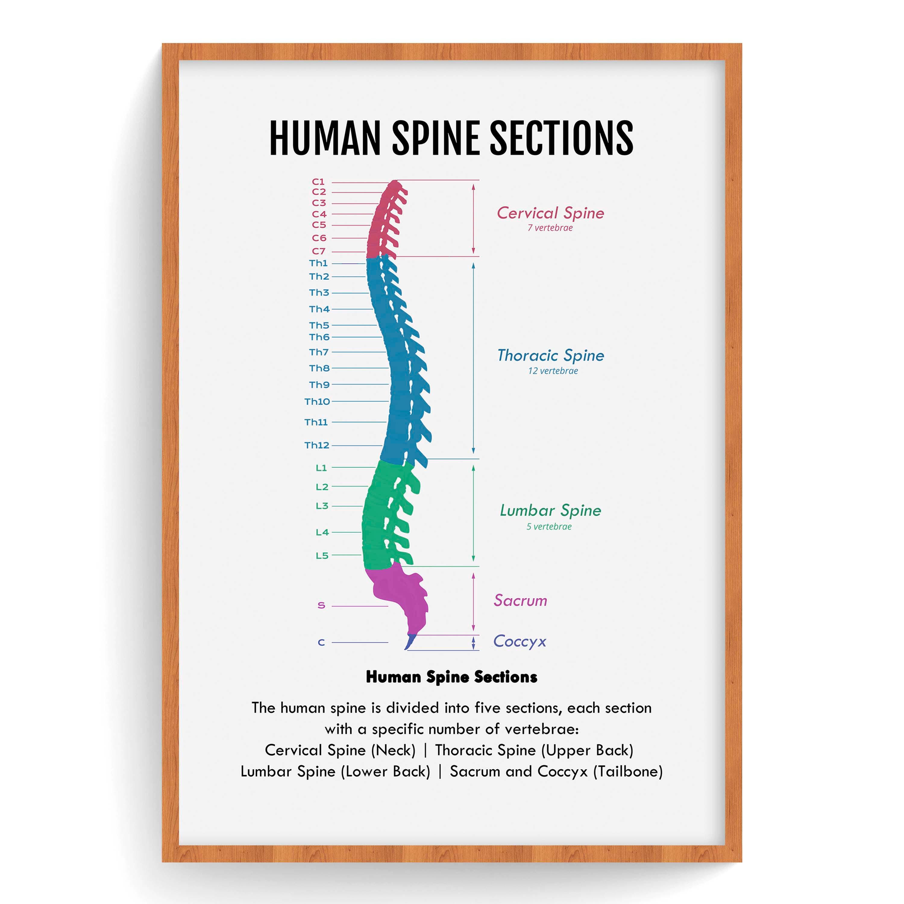 Human Spine Anatomy Art Poster: Vertebral Column Sections (digital ...