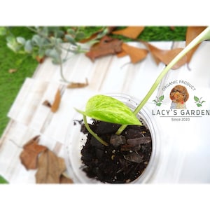 Marble Queen (Epipremnum Areum) Rooted