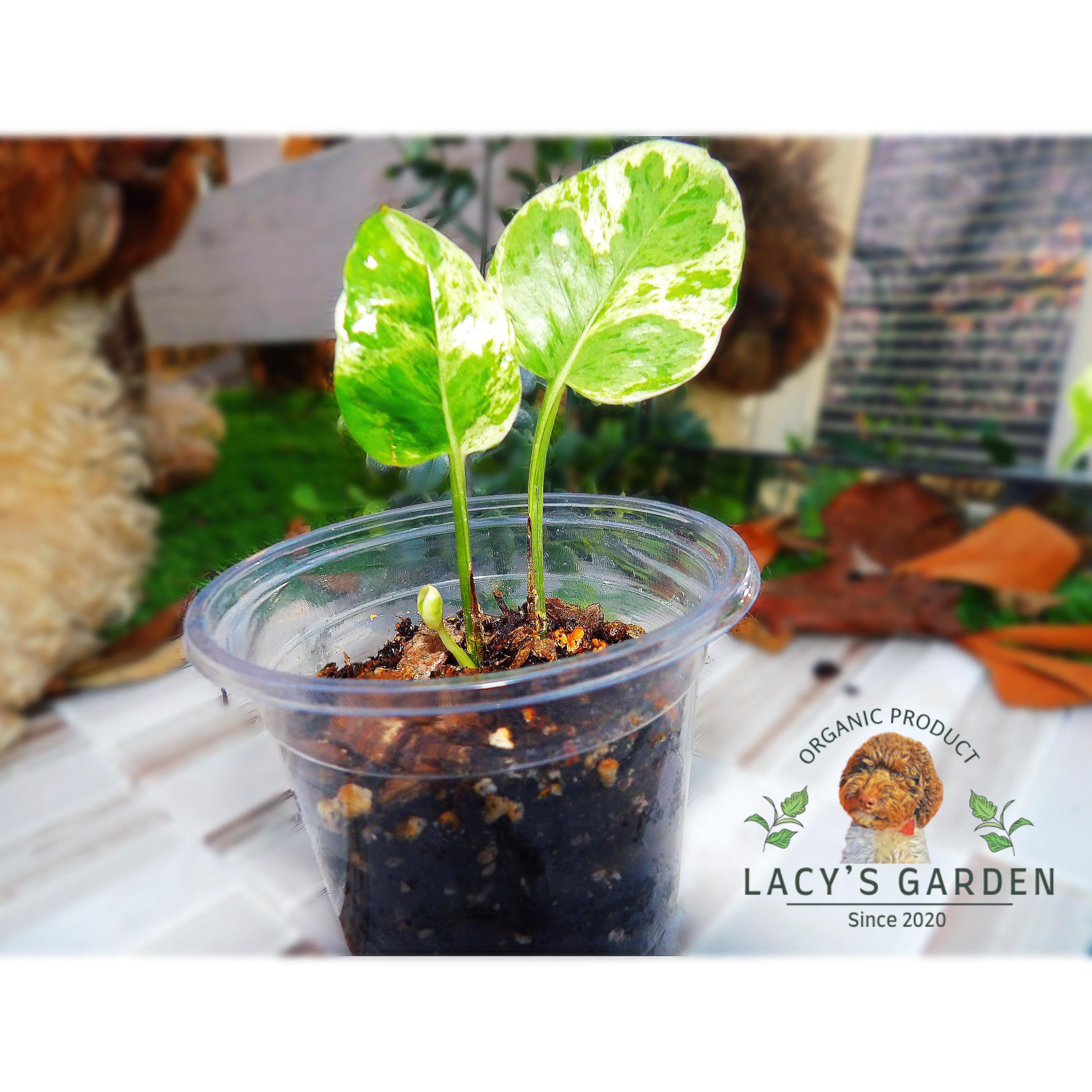 Pearls jade pothos - Etsy 日本