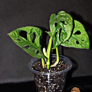 Monstera adansonii / Verwurzelt