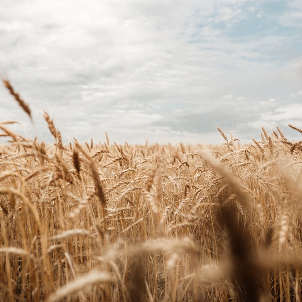 Kansas Wheat Field Landscape Wall Art Photograph