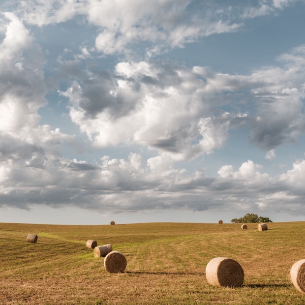 Extra Large Country Canvas Art - Hay Bales in Iowa Field