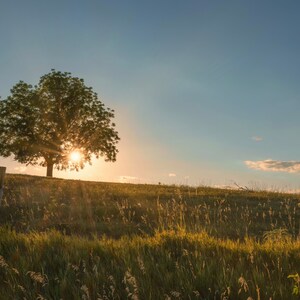 Lone Tree and Warm Sun - Nebraska Landscape Photograph