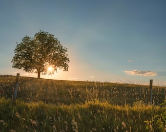 Arbre solitaire et soleil chaud - Photographie de paysage du Nebraska