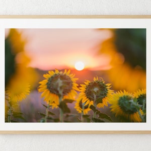 Kansas Sunflower Sunrise - Warm and Serene Wall Art