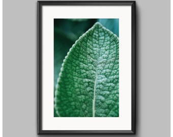 Leaf Nature Photography Home Decor, Large Nature Wall Art, Green Flower Print of Leaf, Gift for Gardener, Gift for Mom