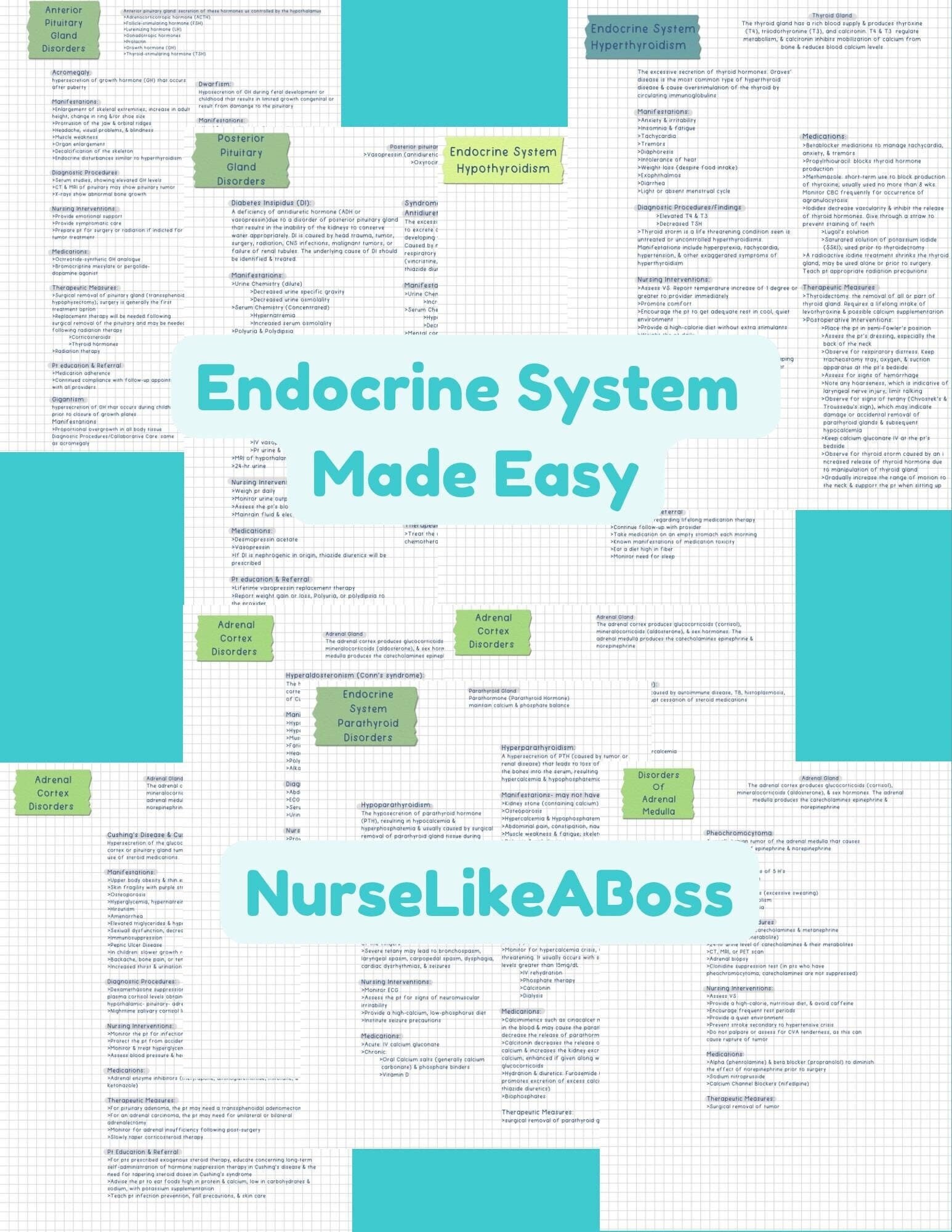 Endocrine System Digital Nursing Student Notes Etsy
