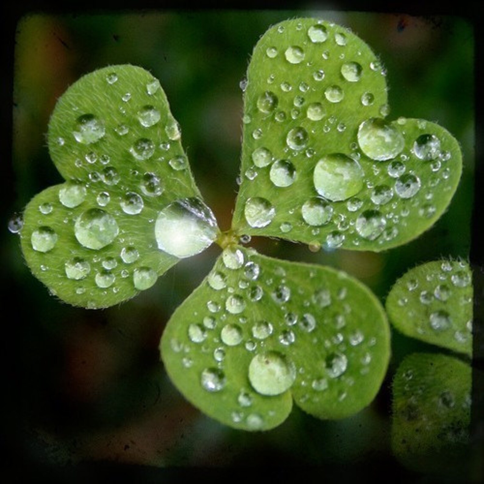 Luck of green love Fine art photograph print 8x8 | Etsy