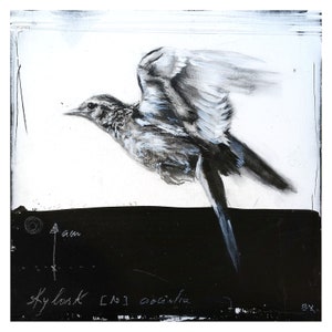 Skylark in flight