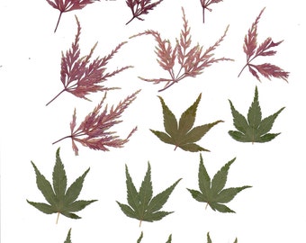 Thios digital sheet is a page of pressed red and green leaves