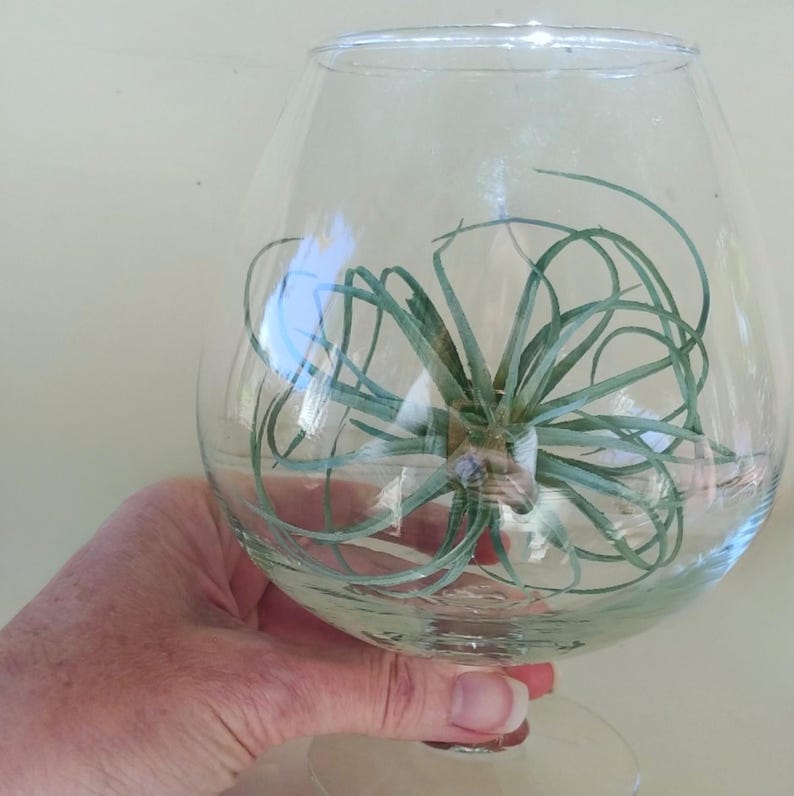 Glass Air Plant Holder