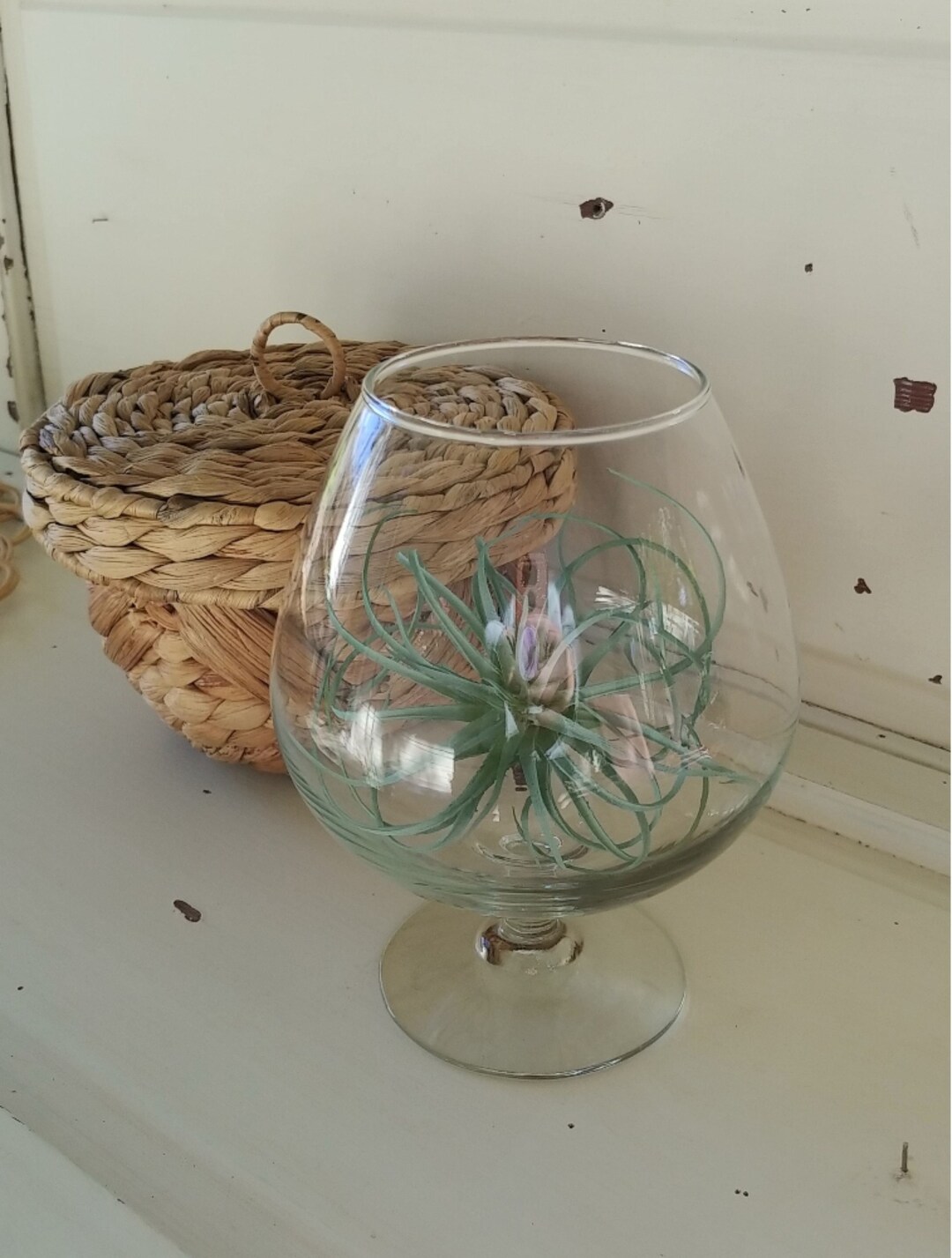 Vintage Glass Terrarium Container Etsy