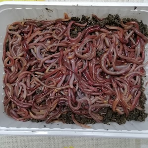 Könnte beinhalten: Nahaufnahme eines weißen Kunststoffbehälters, der mit zahlreichen Regenwürmern gefüllt ist. Die Würmer sind rot-rosa und von dunkler Erde umgeben. Der Behälter steht auf einer gemusterten Oberfläche.