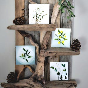 Lot de 4 cartes d'art botanique | saules chattes, eucalyptus, dollar en argent, sensations fortes et verdure pour les veuves | Fabriqué en Colombie-Britannique, Canada | Cartes de Susan