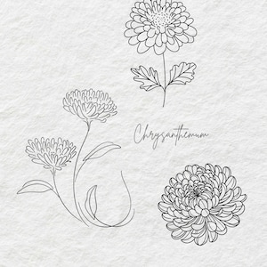 Chrysanthemum flower for November tattoo stencil/drawing.