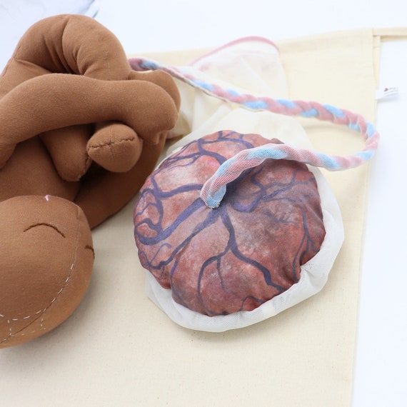 Poupée nouveau-né Modèle de placenta pour l'éducation à l