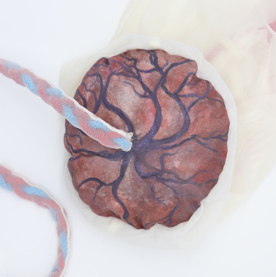 Childbirth Education Placenta Model – Doula, Midwife Teaching Tool