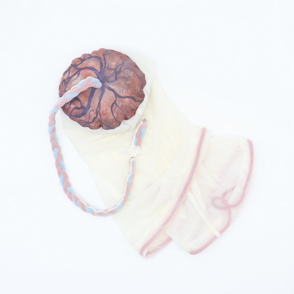 Childbirth Education Placenta Model – Doula, Midwife Teaching Tool