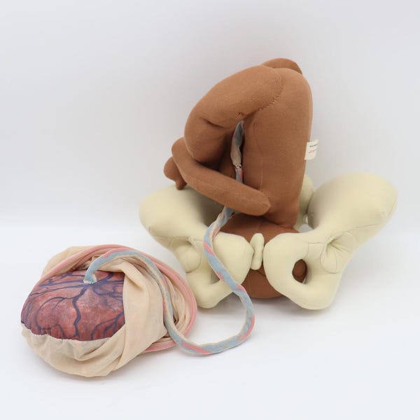Conjunto de modelo pélvico de tecido: boneca bebê, placenta, educação para o parto