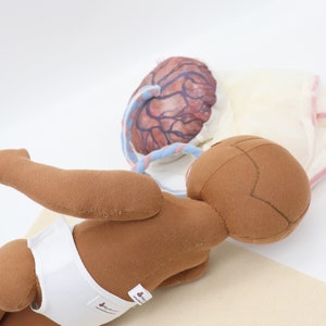 Newborn Baby Doll Placenta Model Set for Childbirth Education Tools for Doulas Midwives Childbirth Educators image 6