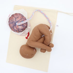 Placenta/Cord/Amnion/Chorion Model for Childbirth Education Tools for Doulas Midwives Childbirth Educators image 10