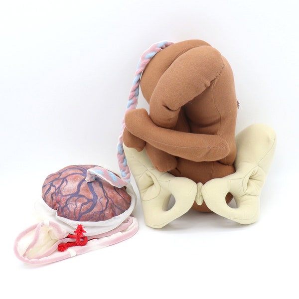 Pelvis de tela - Muñeca recién nacida - Juego de modelo de placenta para educación sobre el parto - Herramientas para doulas - Parteras - Educadoras sobre el parto