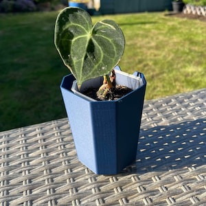 May include: A small potted plant with a large, heart-shaped, dark green leaf with prominent veins. The plant is in a blue, geometric-shaped pot. The pot sits on a woven, light brown surface, with a green lawn and a shed in the background.