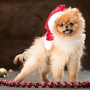 Op de afbeelding: Een kleine, pluche, lichtbruine dwergspits die een rode kerstmanmuts draagt. De hond staat op een houten oppervlak met een rode kralenketting ervoor.