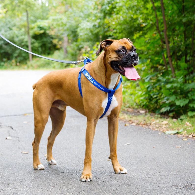 Blue Embroidered Nylon Dog Harness on dog