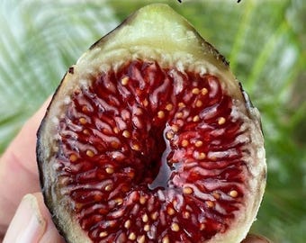 Cruz Negra del Coronel Littman (CLBC): Higuera viva de 1 galón