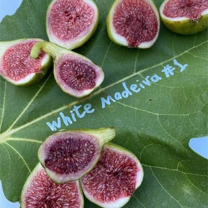 White madeira fig - Etsy 日本