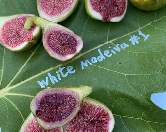 White Madeira #1 Fig Cuttings (2 per purchase)