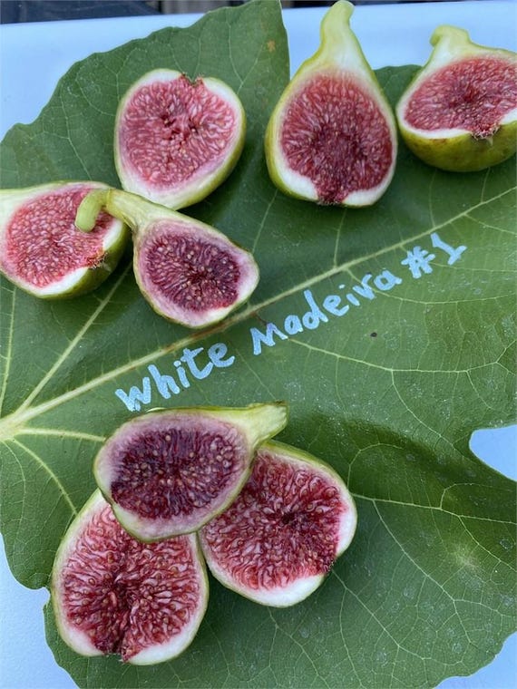 ホワイトマデイラ（ White Madeira ) No.4 イチジク 苗木 White #1
