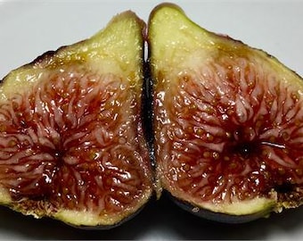 Black Madeira KK Fig Cutting (3 per purchase)
