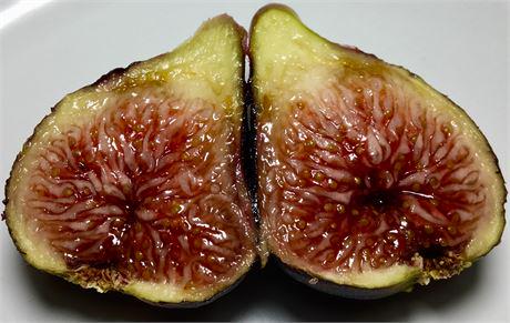 Black madeira fig - Etsy 日本