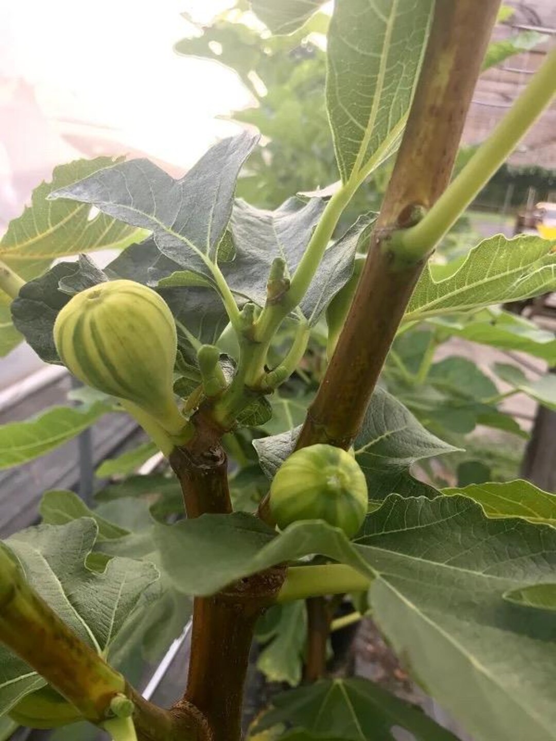 Col De Dame CDD Rimada Live 1 Gallon Fig Tree - Etsy