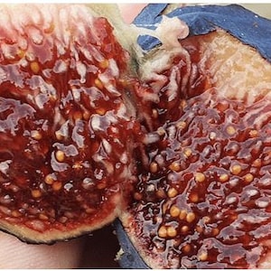 Raspberry Latte Fig - Live 1 Gallon Fig Tree