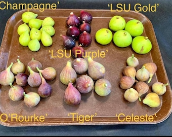 6 sadzonek fig LSU na sprzedaż (6 sztuk na zamówienie)