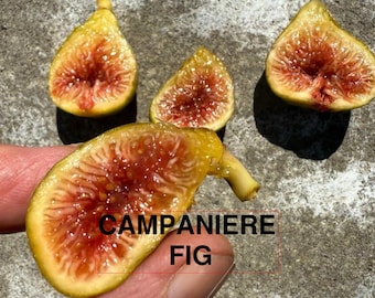 Campaniere- Live 1 Gallon Fig Tree
