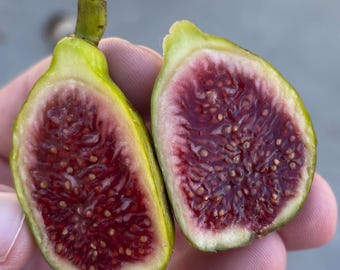 White Madeira #1- Live 1 Gallon Fig Tree