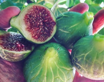 De la Senyora Hivernenca (MP) - Live 1 Gallon Feigenbaum