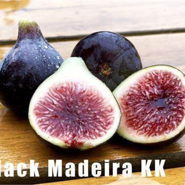 Higuera viva de 1 galón Black Madeira KK