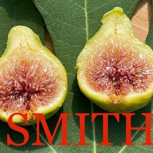 Yellow long neck fig - Etsy 日本