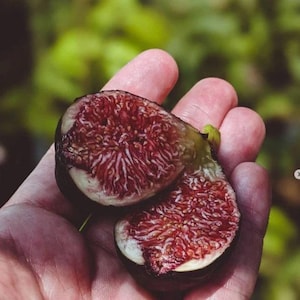 Peut inclure: Deux moitiés d'une figue mûre, montrant l'intérieur du fruit. La figue est de couleur rouge foncé avec une peau violette foncée.