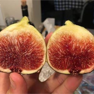 Calderona MP- Live 1 Gallon Fig Tree