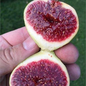 Könnte beinhalten: Zwei Hälften einer frischen Feige, die ein tiefrotes Inneres mit winzigen Samen zeigen. Die Schale ist hellgrün, mit cremeweißem Fruchtfleisch. Die Feige wird vor einem verschwommenen grünen Hintergrund gehalten.