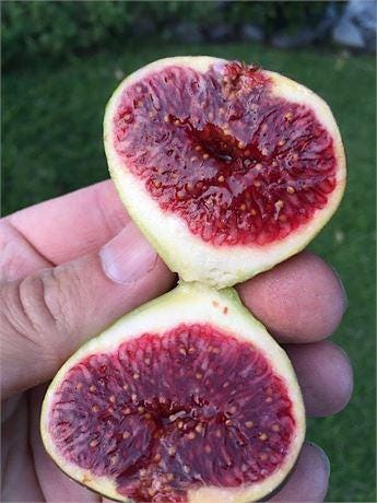 All Varieties of FIG Cuttings - Easy to Root