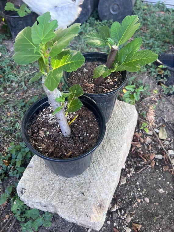 White Madeira #1- Live 1 Gallon Fig Tree - Etsy
