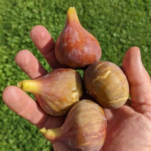 May include: Four ripe figs, two purple and two brown, with a slightly green stem, are held in a hand.