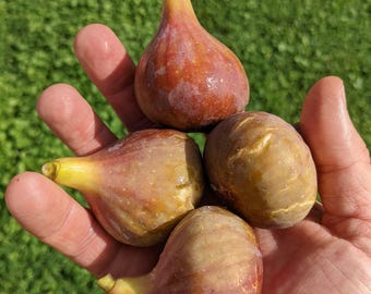 LSU Tiger Fig- Live 1 Gallon Fig Tree